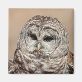 Barred Owl Magneet (Voorkant)