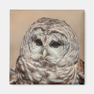 Barred Owl Magneet
