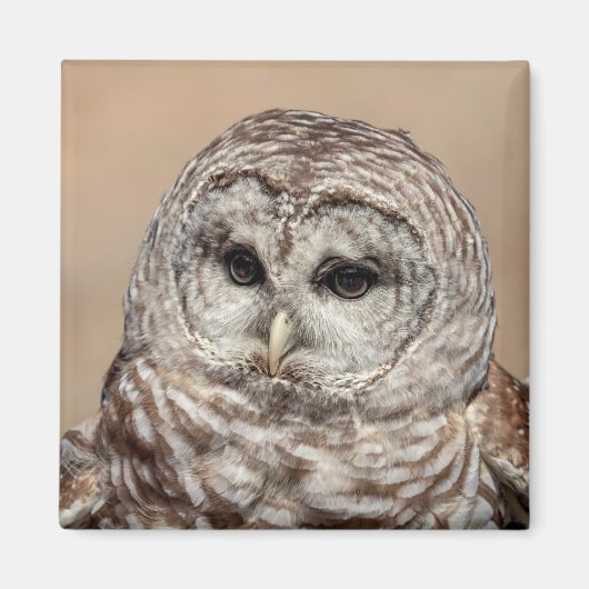 Barred Owl Magneet (Voorkant)