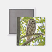 Barred Owl Magneet (Voorkant / Achterkant)