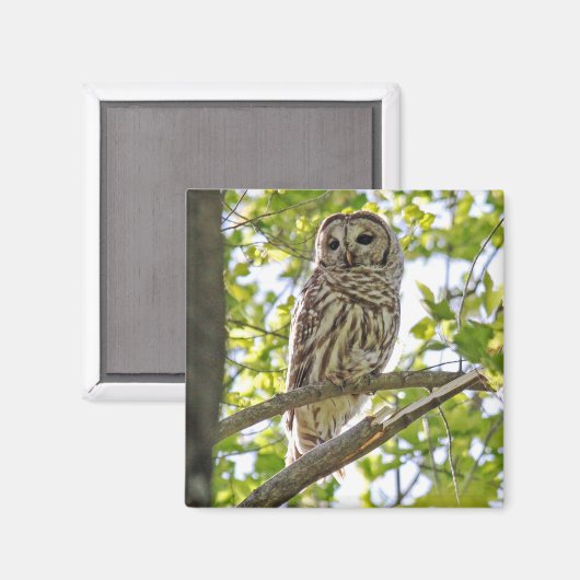 Barred Owl Magneet (Voorkant / Achterkant)