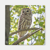 Barred Owl Magneet (Voorkant)