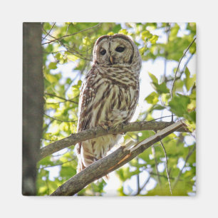 Barred Owl Magneet