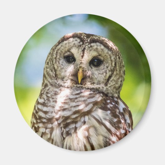 Barred Owl Magneet (Voorkant)