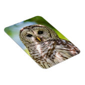 Barred Owl Magneet (Rechterzijde)