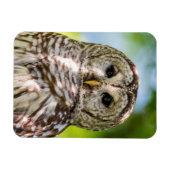 Barred Owl Magneet (Horizontaal)