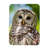Barred Owl Magneet (Verticaal)