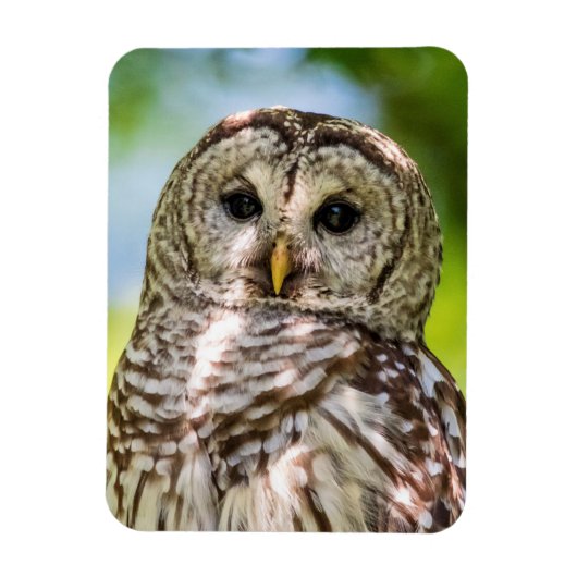 Barred Owl Magneet (Verticaal)