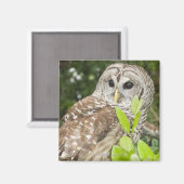 Barred Owl Magneet (Voorkant / Achterkant)