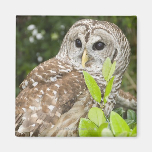 Barred Owl Magneet (Voorkant)