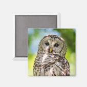 Barred Owl Magneet (Voorkant / Achterkant)