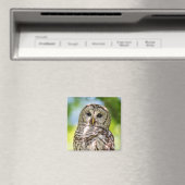 Barred Owl Magneet (Insitu (Vaatwasser))
