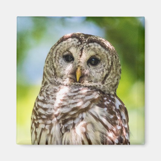 Barred Owl Magneet (Voorkant)