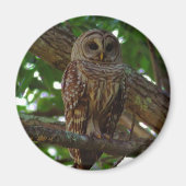 Barred Owl Magnet (Voorkant)