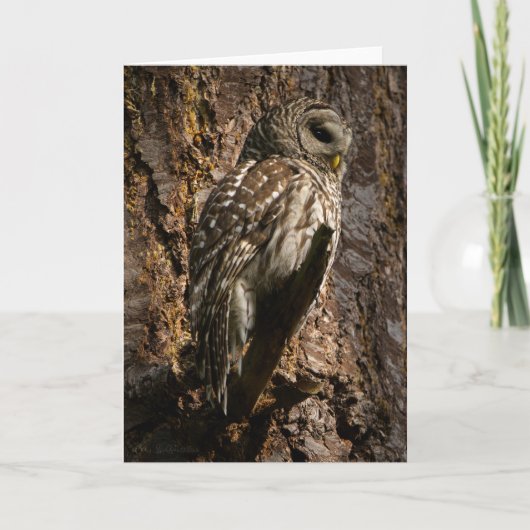 Barred Owl mam Bedankt (Voorkant)