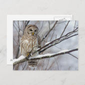 Barred Owl met lichte sneeuwval Briefkaart (Voorkant / Achterkant)