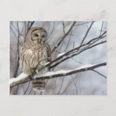 Barred Owl met lichte sneeuwval Briefkaart (Voorkant)