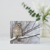 Barred Owl met lichte sneeuwval Briefkaart (Staand voorkant)