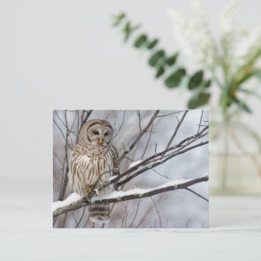 Barred Owl met lichte sneeuwval Briefkaart (Staand voorkant)