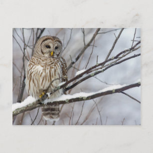 Barred Owl met lichte sneeuwval Briefkaart