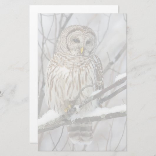 Barred Owl met lichte sneeuwval Briefpapier (Voorkant / Achterkant)