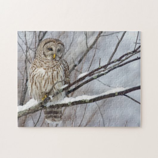 Barred Owl met lichte sneeuwval Legpuzzel (Horizontaal)