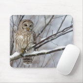 Barred Owl met lichte sneeuwval Muismat (Met muis)