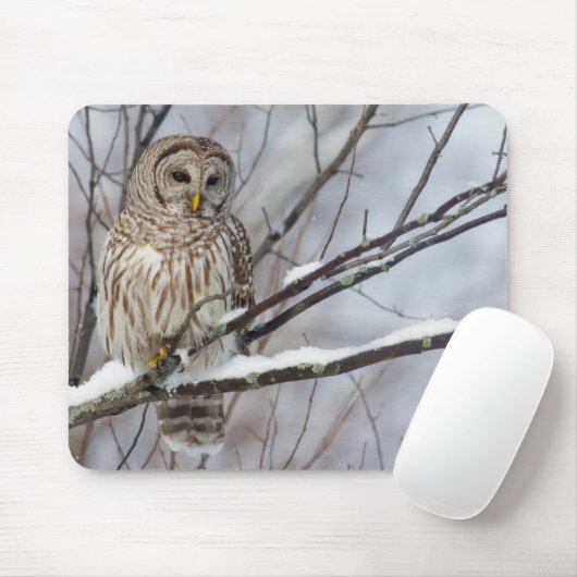 Barred Owl met lichte sneeuwval Muismat (Met muis)
