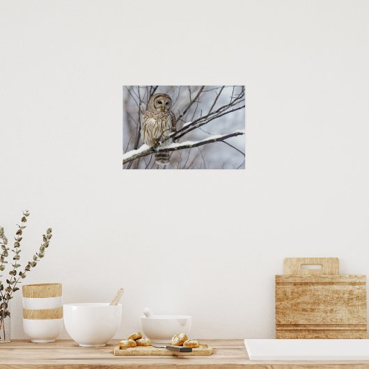 Barred Owl met lichte sneeuwval Poster (Keuken)