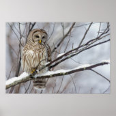 Barred Owl met lichte sneeuwval Poster (Voorkant)