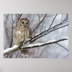 Barred Owl met lichte sneeuwval Poster