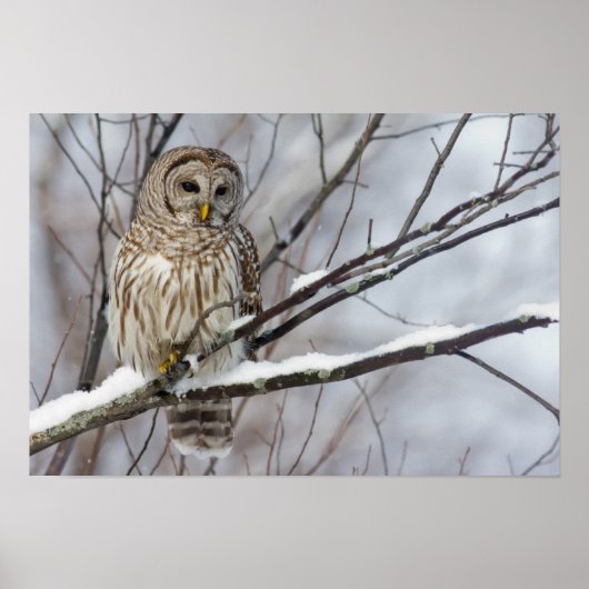 Barred Owl met lichte sneeuwval Poster (Voorkant)