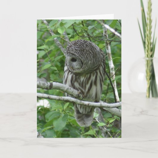 Barred Owl met Neck Feathers gefluffeld Kaart (Voorkant)