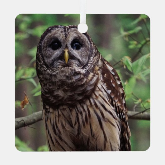 Barred Owl Metalen Ornament (Achterkant)