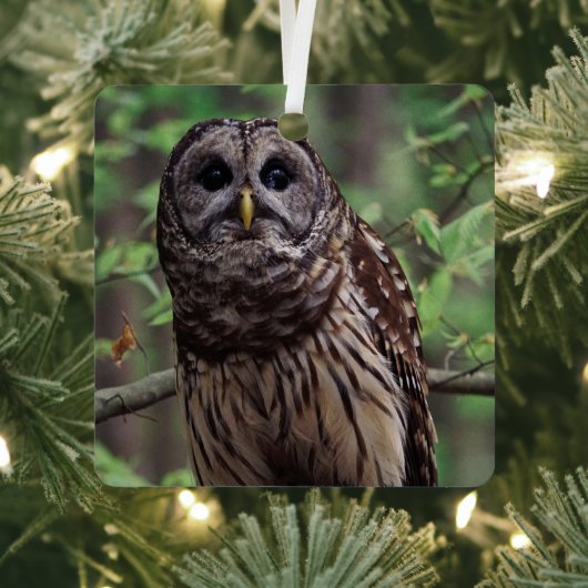 Barred Owl Metalen Ornament (Insitu)
