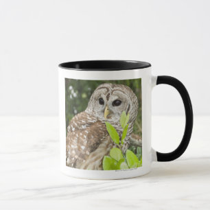 Barred Owl Mok