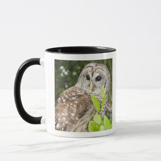 Barred Owl Mok (Links)
