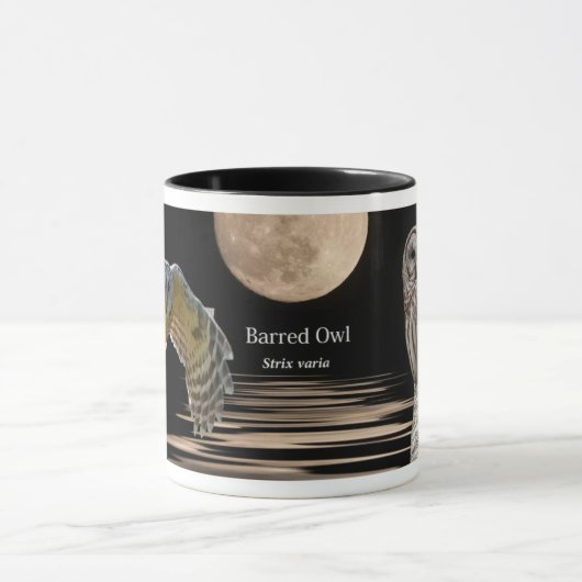 Barred Owl Mok (Midden)