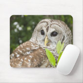 Barred Owl Muismat (Met muis)