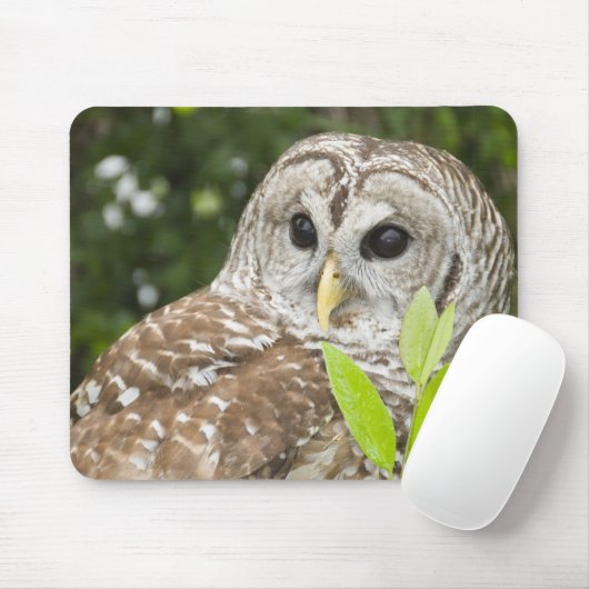Barred Owl Muismat (Met muis)