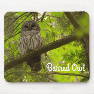 Barred Owl Muismat
