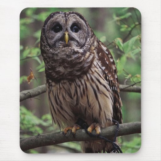 Barred Owl Muismat (Voorkant)