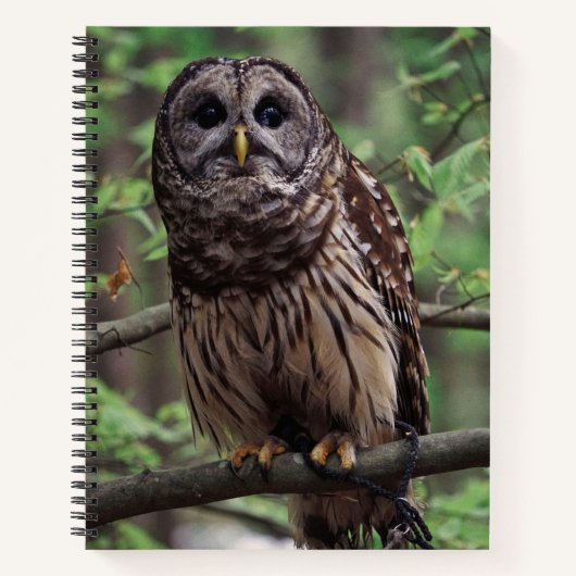 Barred Owl Notitieboek (Voorkant)