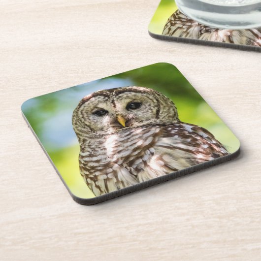 Barred Owl Onderzetter (Linkerzijde)