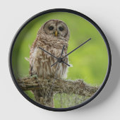 Barred Owl op boomarm (Voorkant)