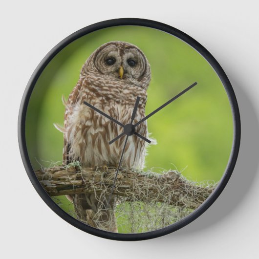 Barred Owl op boomarm (Voorkant)