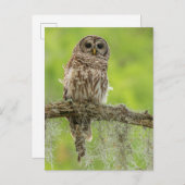 Barred Owl op boomarm Briefkaart (Voorkant / Achterkant)