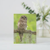 Barred Owl op boomarm Briefkaart (Staand voorkant)