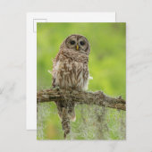 Barred Owl op boomarm Briefkaart (Voorkant / Achterkant)