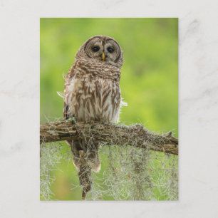 Barred Owl op boomarm Briefkaart